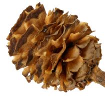 Article Fleurs séchées naturelles Glabrum 25-40 cm – Lot de 25
