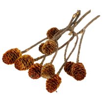 Article Glabrum Leucospermum Fleurs séchées 25-40 cm 25 pièces