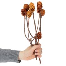 Article Fleurs séchées naturelles Glabrum 25-40 cm – Lot de 25