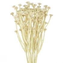 Article Curry artificiel blanc beige L28cm 12 pcs 1 botte