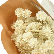 Article Curry artificiel blanc beige L28cm 12 pcs 1 botte