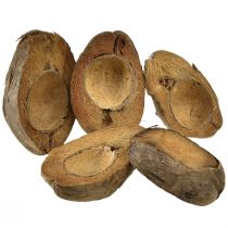 Article Noix de coco comme bol à plantes pot de plante naturel 20cm 5 pcs