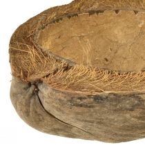 Article Noix de coco comme bol à plantes pot de plante naturel 20cm 5 pcs