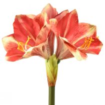 Article Amaryllis Artificielle Rose et Crème – Grande Fleur à Tige 76cm