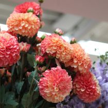 Article Dahlias artificiels rose pêche Ø10cm L80cm 2pcs