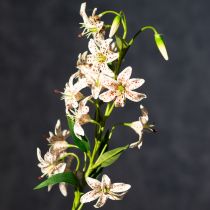 Article Lys artificiel en guise de tige florale pour une décoration élégante et facile d'entretien, 82 cm, 2 pièces