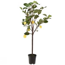 Article Joli citronnier artificiel en pot, plante décorative jaune de 90 cm, facile d'entretien, convient aux espaces domestiques et commerciaux.