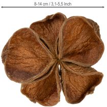 Article Lot de 50 fruits séchés de Sterculia "Landlotus" naturels