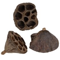 Article Bulbe de lotus petit 100 pcs. naturel