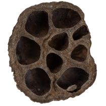 Article Bulbe de lotus petit 100 pcs. naturel