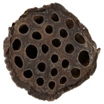 Article Lotus piston moyen 100 pièces naturel
