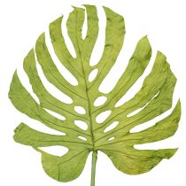 Article Feuilles de Monstera séchées pour décoration de fenêtre H50cm 5 pcs