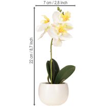 Article Orchidées artificielles en pot mini orchidées blanches Ø7cm H22cm
