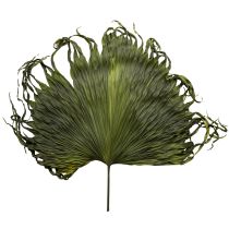 Article Feuilles de palmier séchées décoratives Saribus vert 45cm 5 pcs