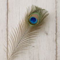 Article Décoration en plumes de paon, véritables plumes d'oiseau, longueur 75-85 cm, 8 pièces