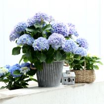 Article Jardinière, pot décoratif avec anses, pot en métal pour plantation Ø25,5cm