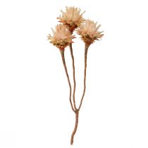 Article Leucospermum Plumosum Fleurs de protée Clair Ø3-5cm 25pcs