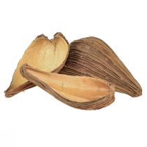 Article Capsules de fruits et graines Pradeep Pods 9-12 cm naturel 50 pièces
