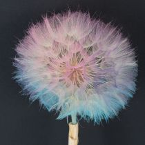 Article Décoration pissenlit, fleur séchée, stabilisée et teintée, délicate et résistante, 12 cm, lot de 4.