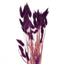 Article Herbe de Velours Violette, Herbe Queue de Lapin, Lagurus L18-50cm 25g