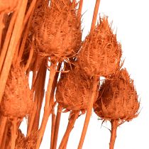 Article Fleurs séchées chardon sec fraise chardon orange 100g