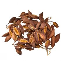 Article Décoration sèche Brachyciton arbre à bouteilles naturel 5-10cm 1kg