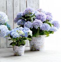 Article Jardinière pot de fleur hortensia plastique Ø13,5cm H12cm