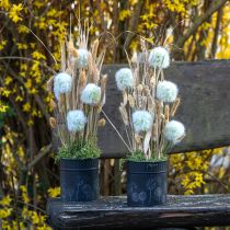 Article Jardinière Pissenlit Noir Ø12,5cm H14cm