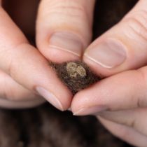 Article Cordon en laine duveteuse Mirabell, marron, ruban décoratif de 25 m pour l'art floral et les loisirs créatifs