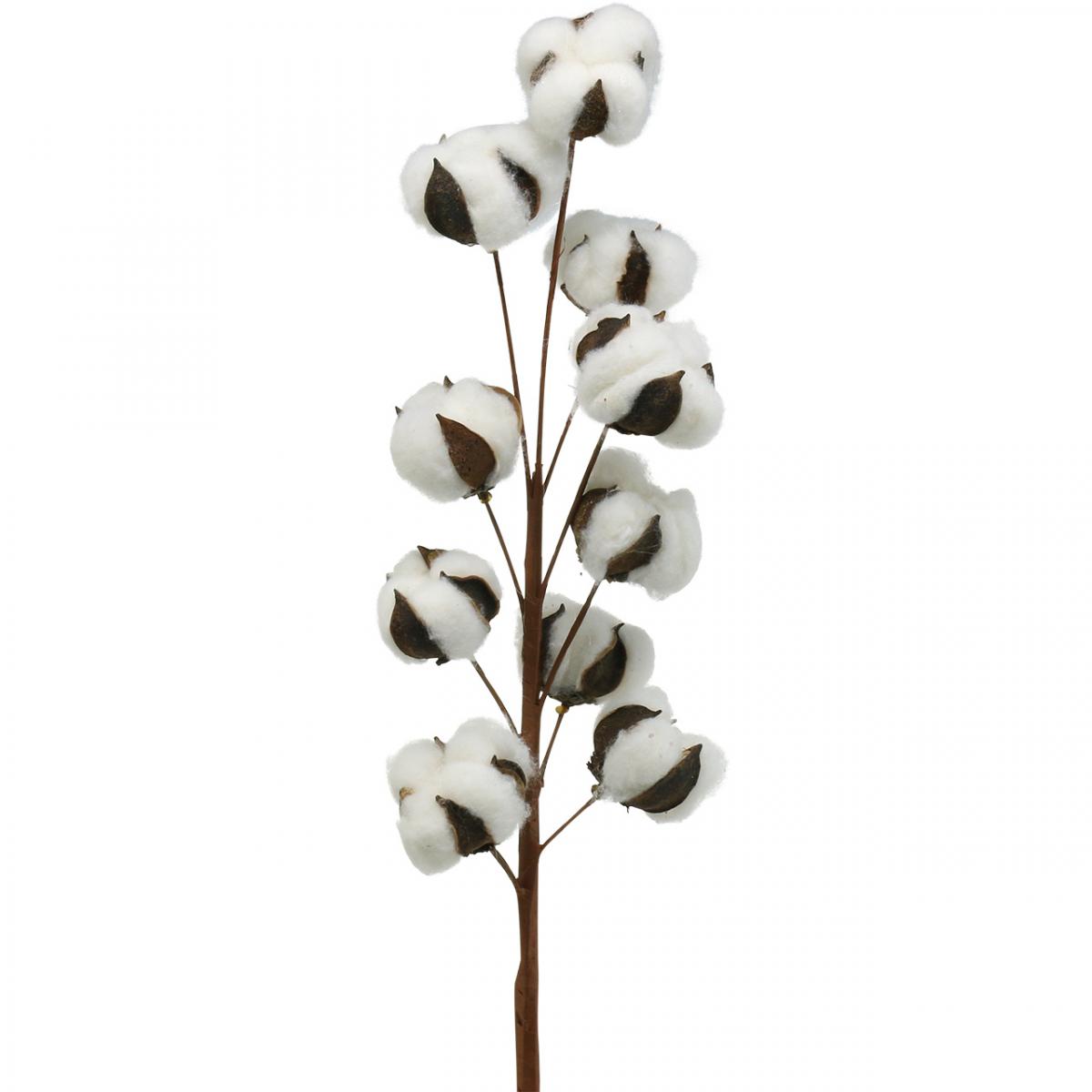 Floristik24.fr Branche de coton décoration naturelle 10 têtes sur fil  décoration coton 68cm - acheter pas cher en ligne