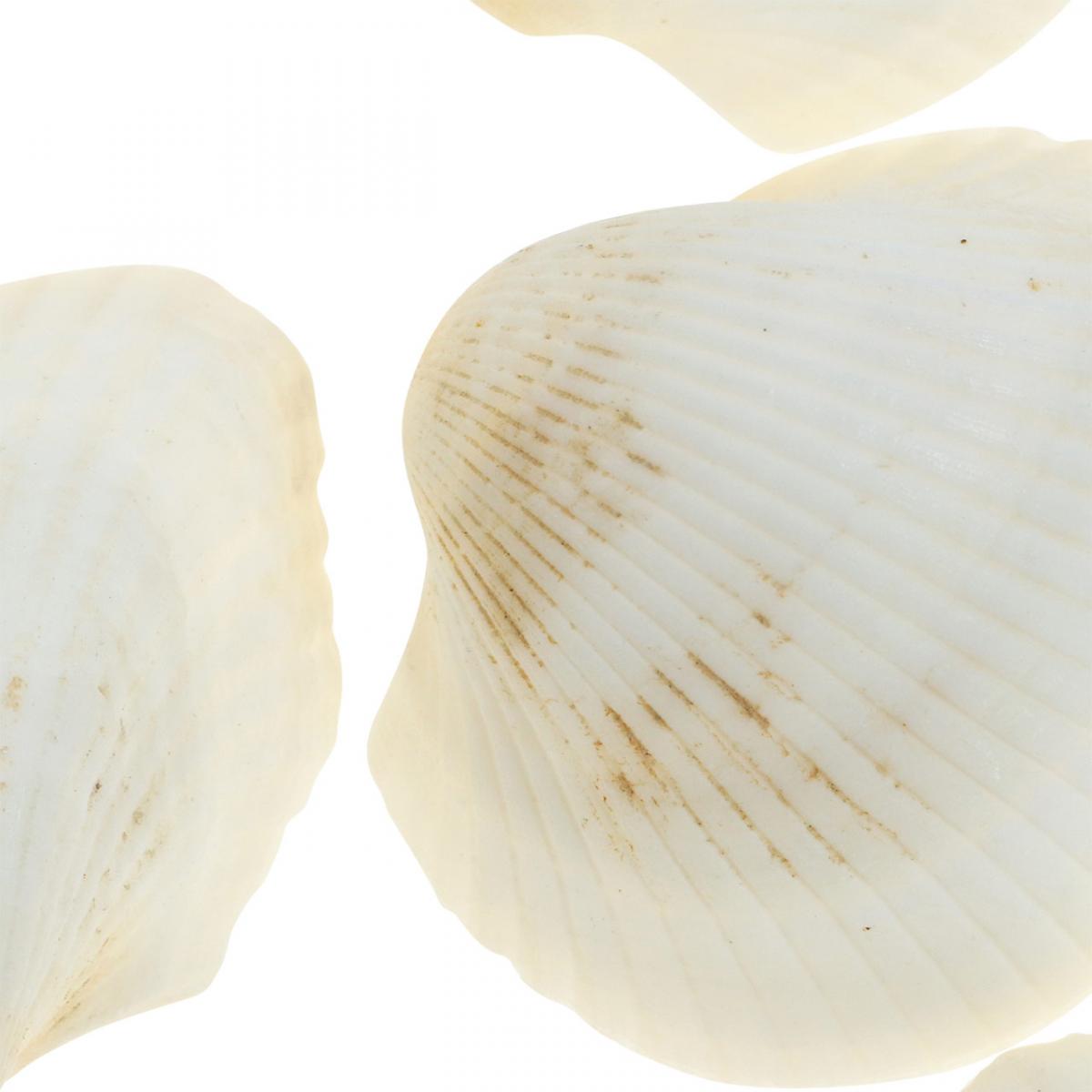 Lot De 4 Véritables Camés Coquillages - Coquilles Naturelles Pour Collection