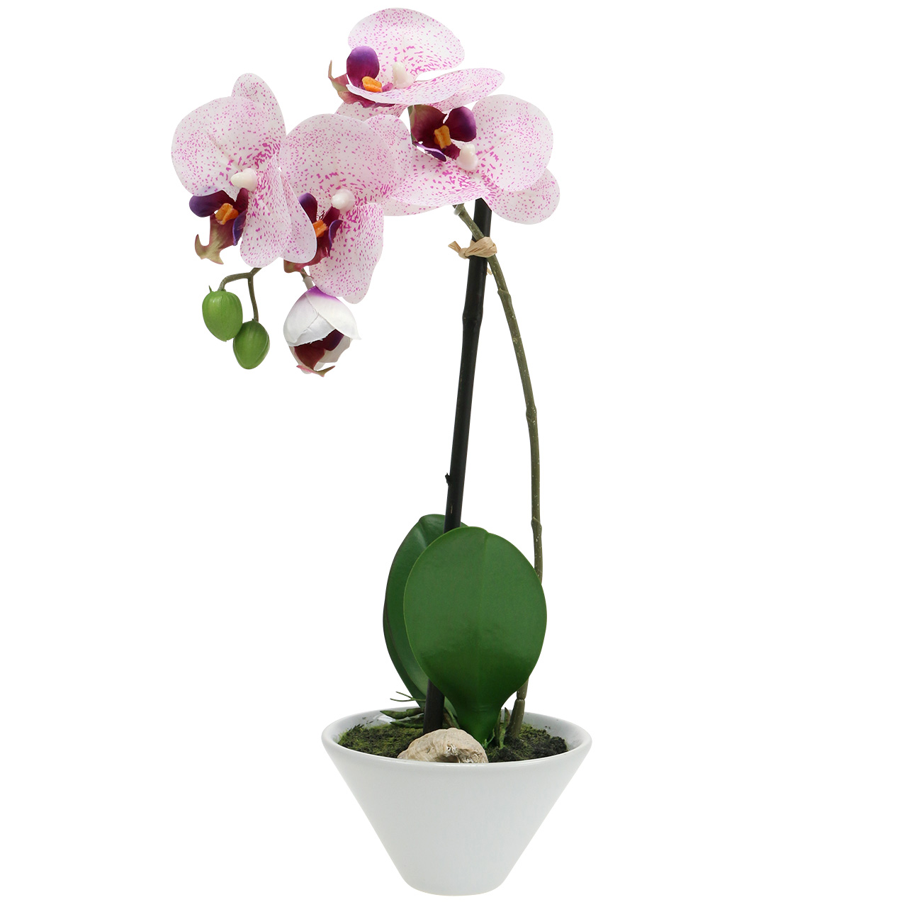 Floristik24.fr Phalaenopsis en mauve et blanc H38cm en coupe - acheter pas  cher en ligne