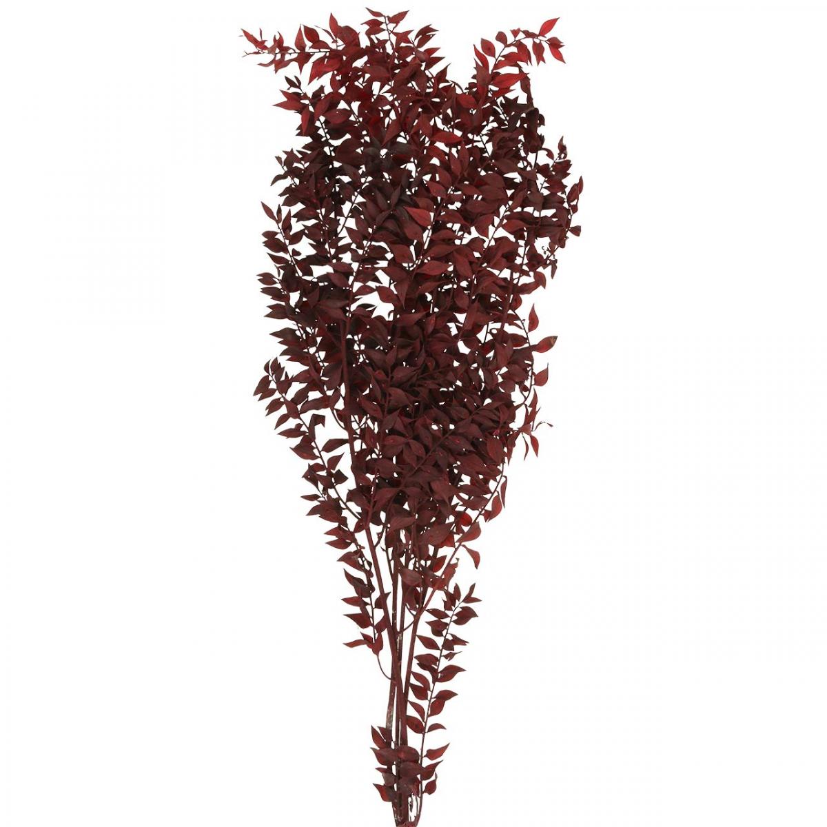 Floristik24.fr Ruscus séché, fleuristerie sèche, myrte épineux rouge L58cm  30g - acheter pas cher en ligne
