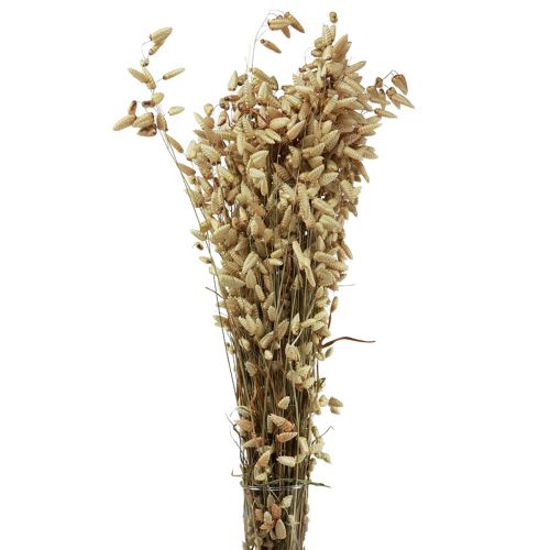 Floristik24 Herbe Quaking Fleurs Séchées Vert Naturel Briza 60cm 100g