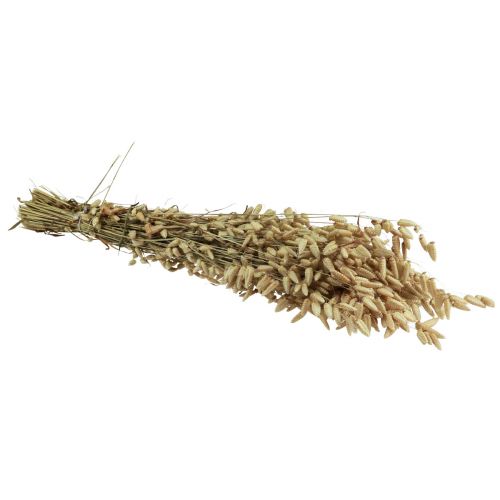 Floristik24 Herbe Quaking Fleurs Séchées Vert Naturel Briza 60cm 100g