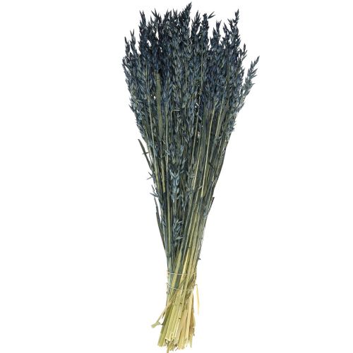 Floristik24 Fleurs séchées, avoine décoration grains séchés bleu 68cm 230g
