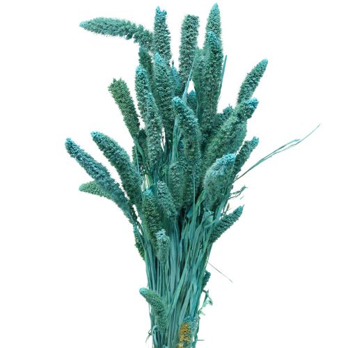 Fleurs séchées, Setaria Pumila, millet bleu 65cm 200g
