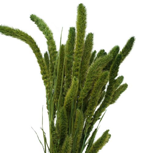 Floristik24 Fleurs séchées, Setaria Pumila, millet vert 75cm 170g