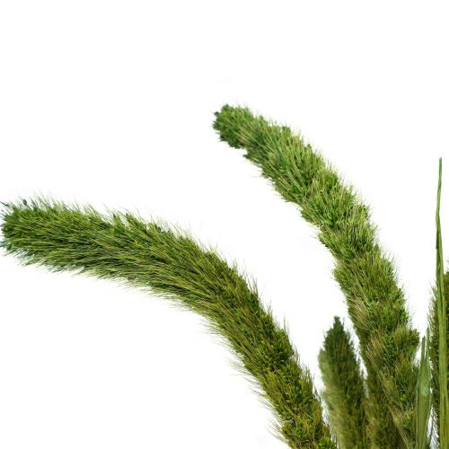 Article Fleurs séchées, Setaria Pumila, millet vert 75cm 170g