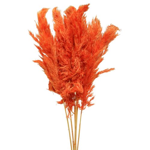 Floristik24 Décoration d&#39;herbe de la pampa orange séchée fleuriste sèche 72cm 6 pcs