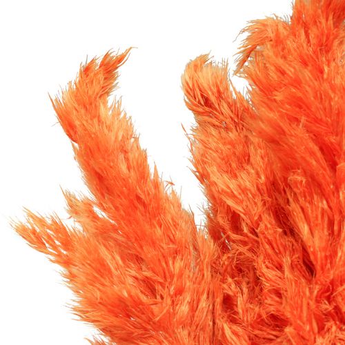 Floristik24 Décoration d&#39;herbe de la pampa orange séchée fleuriste sèche 72cm 6 pcs