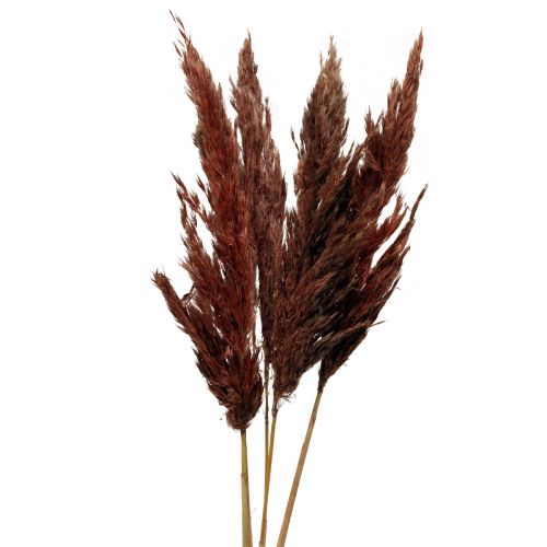 Floristik24 Décoration d&#39;herbe de la pampa séchée rouge-brun fleuriste sèche 70cm 6 pcs