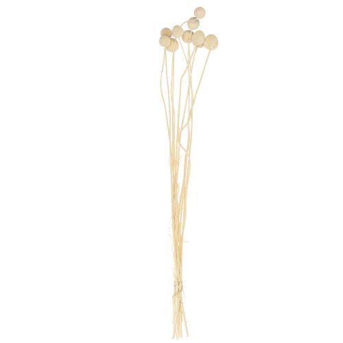 Floristik24 Fleurs séchées Craspedia séchées, pilons blanchis 60cm 10 pcs