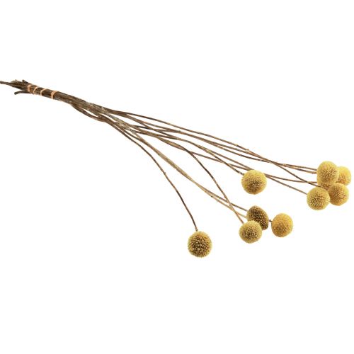 Article Craspedia Fleurs Séchées Pilons Jaune 70cm 10 pcs