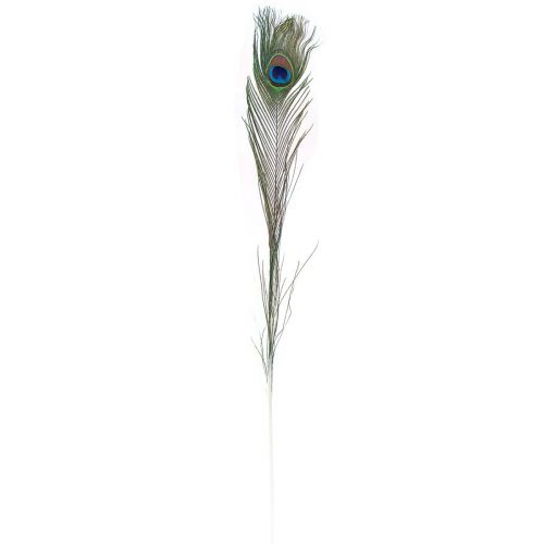 Floristik24 Plumes de paon décoratives pour confection de plumes d&#39;oiseaux H78cm 10 pièces