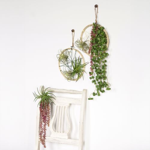 Article Sedum 'Rubin' plante suspendue – succulente décorative et facile d'entretien 43cm 3pcs.