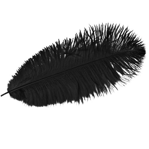 Floristik24 Plumes d&#39;autruche décoratives plumes noires 38-40cm 2pcs