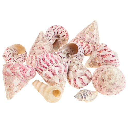 Floristik24 Décoration maritime décoration coquilles d&#39;escargots rose Trochus Maculatus 1100gr