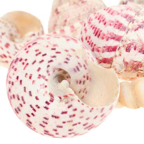 Floristik24 Décoration maritime décoration coquilles d&#39;escargots rose Trochus Maculatus 1100gr