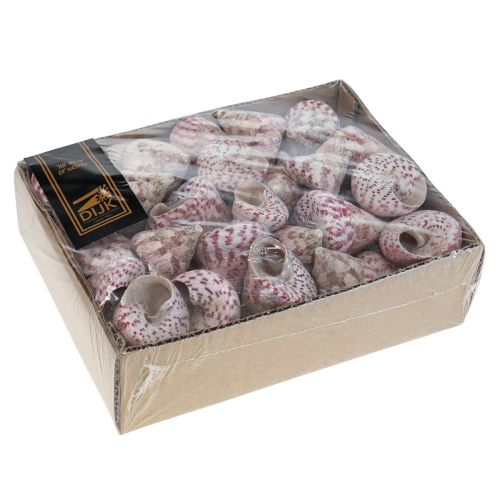 Floristik24 Décoration maritime décoration coquilles d&#39;escargots rose Trochus Maculatus 1100gr